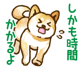 Niigata dialect speaking shibainu 3 sticker #15905883