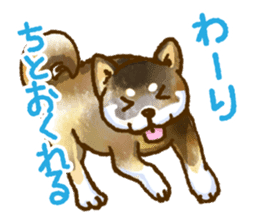 Niigata dialect speaking shibainu 3 sticker #15905885