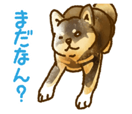 Niigata dialect speaking shibainu 3 sticker #15905886