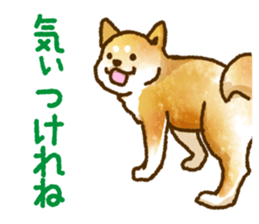 Niigata dialect speaking shibainu 3 sticker #15905887