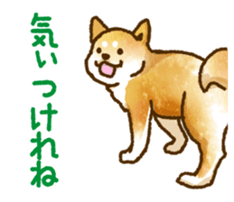 Niigata dialect speaking shibainu 3 sticker #15905887