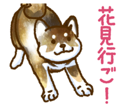 Niigata dialect speaking shibainu 3 sticker #15905891