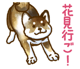 Niigata dialect speaking shibainu 3 sticker #15905891
