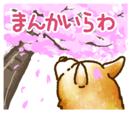 Niigata dialect speaking shibainu 3 sticker #15905894