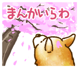 Niigata dialect speaking shibainu 3 sticker #15905894