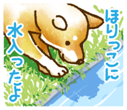 Niigata dialect speaking shibainu 3 sticker #15905896