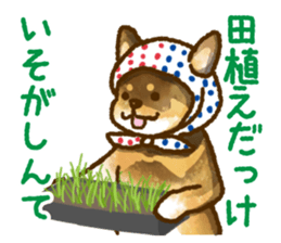 Niigata dialect speaking shibainu 3 sticker #15905898