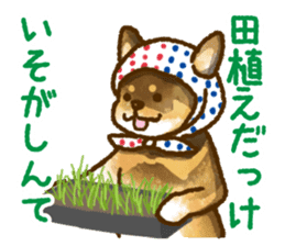 Niigata dialect speaking shibainu 3 sticker #15905898