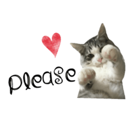 cat of cure English conversation version sticker #15905906