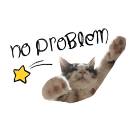 cat of cure English conversation version sticker #15905907