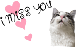 cat of cure English conversation version sticker #15905908