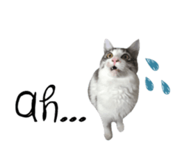 cat of cure English conversation version sticker #15905909