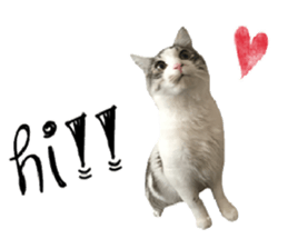 cat of cure English conversation version sticker #15905910