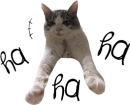 cat of cure English conversation version sticker #15905911