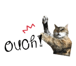 cat of cure English conversation version sticker #15905912