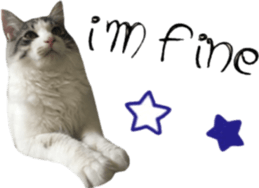 cat of cure English conversation version sticker #15905915