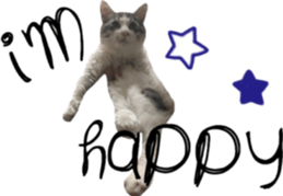 cat of cure English conversation version sticker #15905916