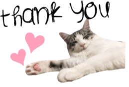 cat of cure English conversation version sticker #15905918