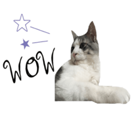 cat of cure English conversation version sticker #15905919