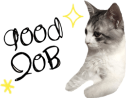cat of cure English conversation version sticker #15905921