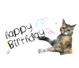 cat of cure English conversation version sticker #15905922