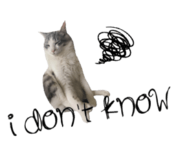 cat of cure English conversation version sticker #15905923