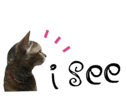 cat of cure English conversation version sticker #15905925