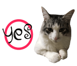 cat of cure English conversation version sticker #15905926