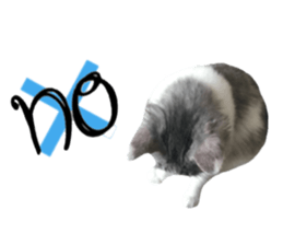 cat of cure English conversation version sticker #15905927