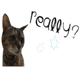 cat of cure English conversation version sticker #15905928