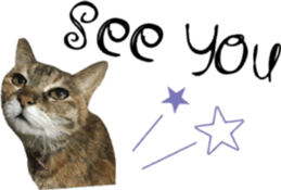 cat of cure English conversation version sticker #15905929