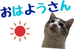 cat of cure TOHOKU dialect sticker #15905962