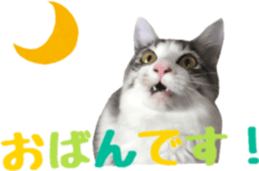 cat of cure TOHOKU dialect sticker #15905963