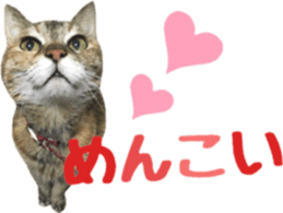 cat of cure TOHOKU dialect sticker #15905964