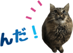 cat of cure TOHOKU dialect sticker #15905965