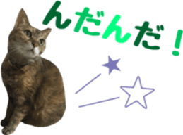 cat of cure TOHOKU dialect sticker #15905967