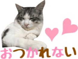 cat of cure TOHOKU dialect sticker #15905968