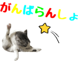 cat of cure TOHOKU dialect sticker #15905969