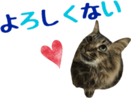 cat of cure TOHOKU dialect sticker #15905970