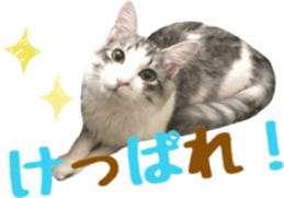 cat of cure TOHOKU dialect sticker #15905973