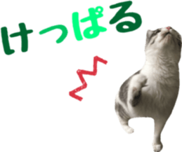 cat of cure TOHOKU dialect sticker #15905974