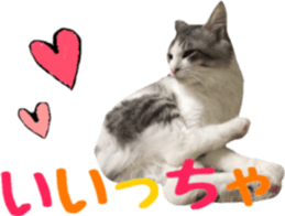 cat of cure TOHOKU dialect sticker #15905975