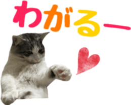 cat of cure TOHOKU dialect sticker #15905977