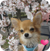 Sticker of Cereza14 sticker #15906179