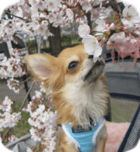 Sticker of Cereza14 sticker #15906180