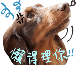 Big nose dog Toby. sticker #15907131