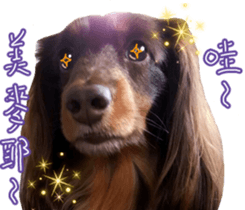 Big nose dog Toby. sticker #15907133