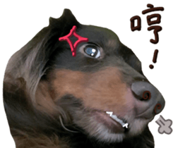 Big nose dog Toby. sticker #15907135