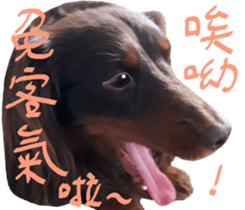 Big nose dog Toby. sticker #15907136