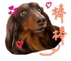 Big nose dog Toby. sticker #15907139